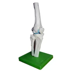 مولاژ زانو - طب دائم - TebDaem