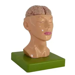 مولاژ سر بانمایش مغز ۱/۲ اندازه طبیعی - طب دائم - TebDaem