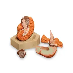 مولاژ مغز ۴ قسمتی - طب دائم - TebDaem