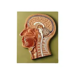 مولاژ مقطع طول سر تابلو - طب دائم - TebDaem
