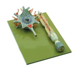 مولاژ سلول عصبی (نرون) - طب دائم - TebDaem