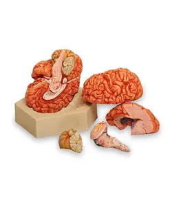 مولاژ مغز ۸ قسمتی - طب دائم - TebDaem