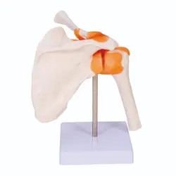 مولاژ مفصل شانه بانمایش رباط ها - طب دائم - TebDaem