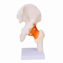 مولاژ مفصل ران بانمایش رباط ها - طب دائم - TebDaem