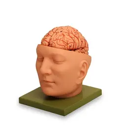 مولاژ سر با نمایش مغز چهارقسمتی - طب دائم - TebDaem