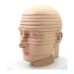 مولاژ برش عرضی سر ۱۲ لایه بسیار حرفه ای - طب دائم - TebDaem