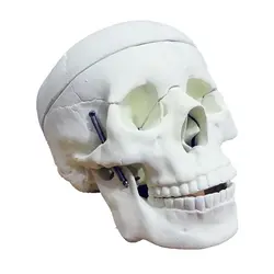 مولاژ جمجمه ساده - طب دائم - TebDaem