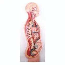 مولاژ دستگاه عصبی خودکار ( سمپاتیک وپاراسمپاتیک) - طب دائم - TebDaem