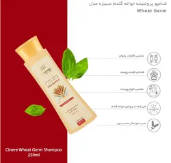 خرید شامپو پروتئینه جوانه گندم سینره مدل Wheat Germ - فروشگاه اینترنتی تیفامارکت