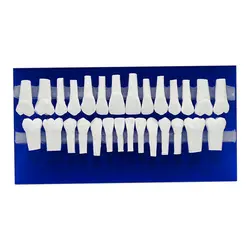 مدل دندان آموزشی Ortho Organaizers - فروشگاه تجهیزات دندانپزشکی یوکلید
