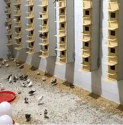 لانه فنچ - مدل جاوا