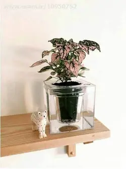 گلدان آکواریوم