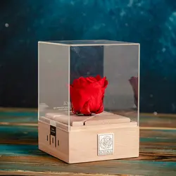 رز جاودان موزیکال کوکی رسیج مدل W1R1