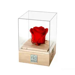 رز جاودان موزیکال کوکی رسیج مدل W1R1