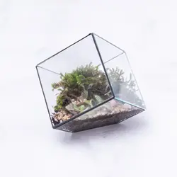 تراریوم ‏چندضلعی