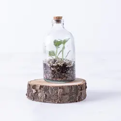 تراریوم ‏بطری ‏ویال