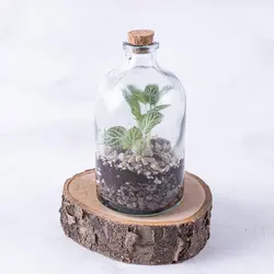 تراریوم ‏بطری ‏ویال