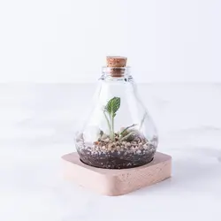 تراریوم ‏بطری ‏ویال