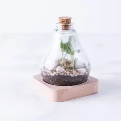 تراریوم ‏بطری ‏ویال