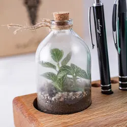 رومیزی و تراریوم فیتونیا