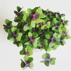 پیاز گیاه اکسالیس بنفش بسته 5 عددی