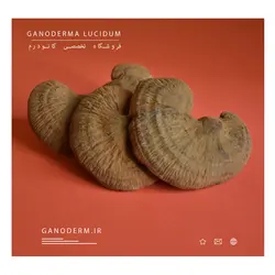 قارچ گانودرما پودر نشده