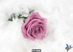 پوستر دیواری طرح گل رز صورتی کد PT7606