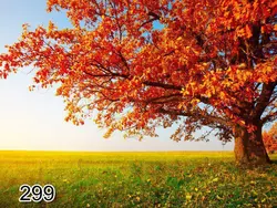 پرده شید رول تصویری طرح طبیعت کد 299