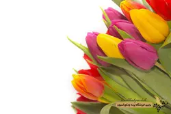 پرده لوردراپه تصویری طرح گل کد 1023