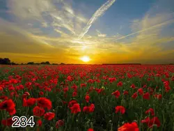 پرده شید رول تصویری طرح طبیعت کد 284