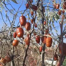 سنجد خوشمزه و شیرین تازه چین، 750 گرمی