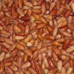 سنجد شیرین بدون خرابی
