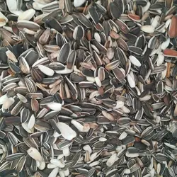 تخمه آفتاب گردان خام مخلوط سایز ریز مخصوص پرنده عمده 15 کیلویی