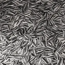 تخمه دورسفید اعلاءخویخام یک کیلویی