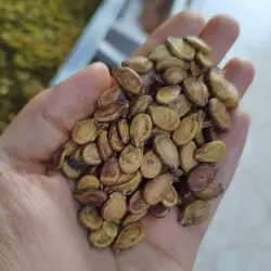 تخمه هندوانه دوآتیشه تازه خوشطعم/ محبوبی دوآتیشه200گرمی