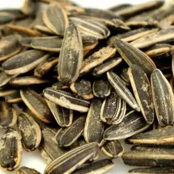 تخمه آفتاب گردان سنقری اعلا