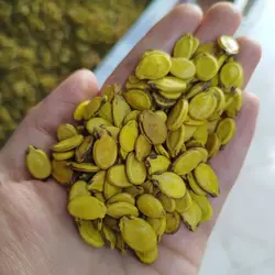 تخمه هندوانه زردمحبوبی 200گرمی