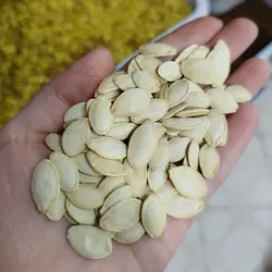 تخمه کدوی گوشتی ایرانی خوش طعم تازه 200گرمی