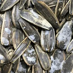 تخمه افتابگردان2 اتیشه نمکی250 گرم