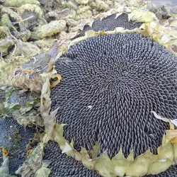 تخمه آفتابگردان خام دور سفید درجه یک 1کیلویی