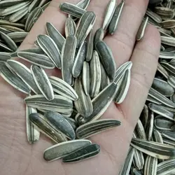 تخمه آفتابگردان ممتازدورسفیدبدون پوت و خرابی تازه و یکدست درشت و مجلسی مناسب مهمانی های شما طعم واقعی تخمه ارگانیک