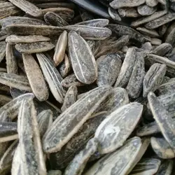 تخمه آفتابگردون دور سفید با طعم ساده نمکی 1کیلویی