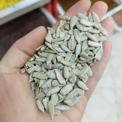 مغز تخمه آفتابگردان تازهیک کیلویی مغزتخمه افتابگردان