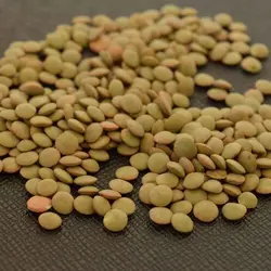 عدس ریز تمیز 450گرم چاشنی خاتون