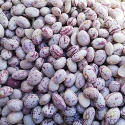 لوبیا چیتی خوشپخت 10 کیلویی