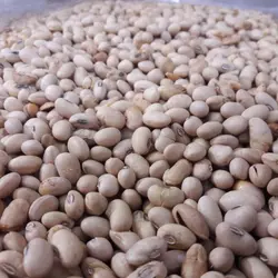 سویا آجیلی تردتازهیک کیلو