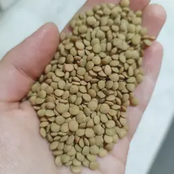 عدس ریز تمیز یکدست زودپز یک کیلو