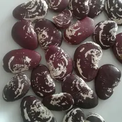 لوبیا عروس 1کیلوگرم