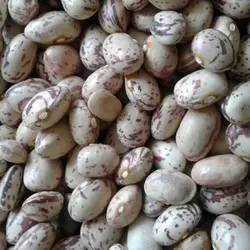 لوبیا چیتی 500گرم