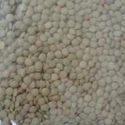 عدس درشت یک کیلوگرم